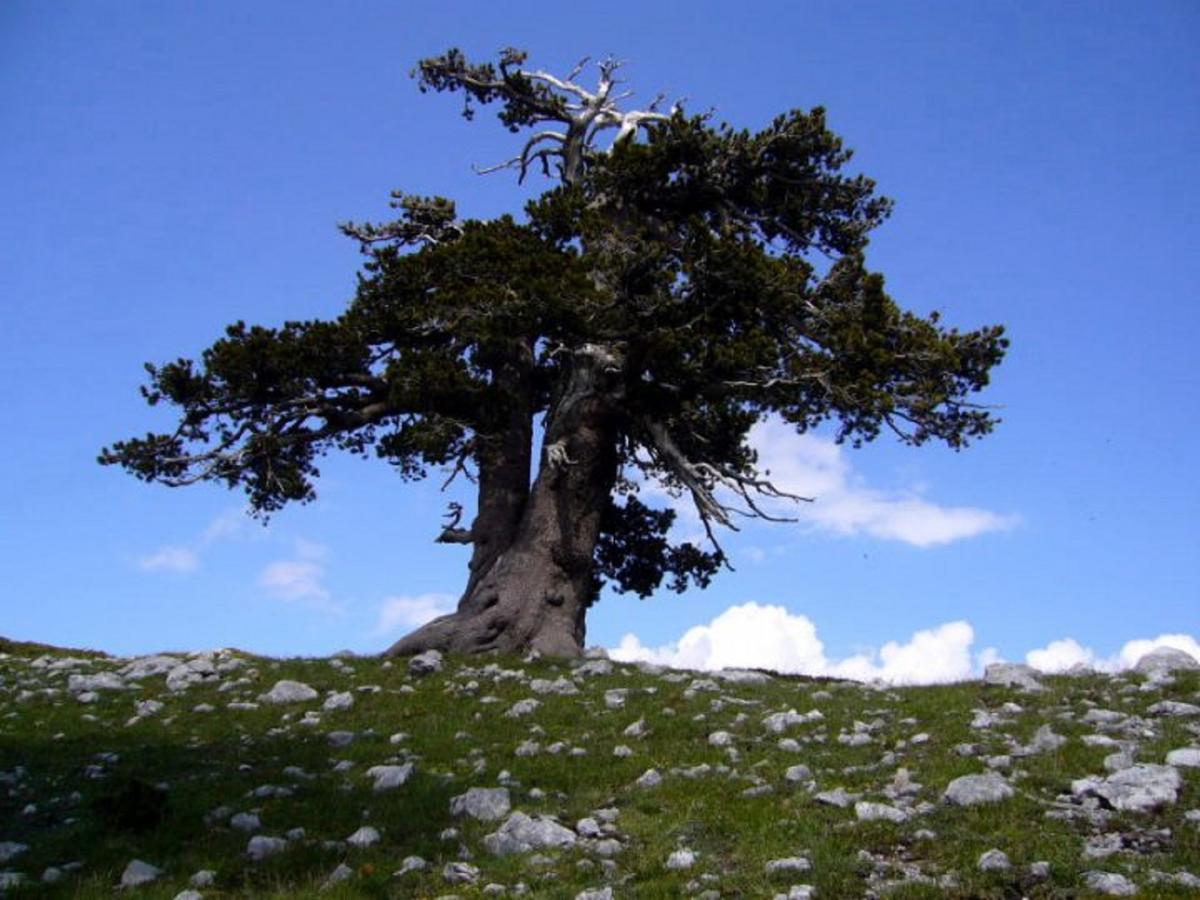 B&B Sole Del Pollino Rotonda Bagian luar foto